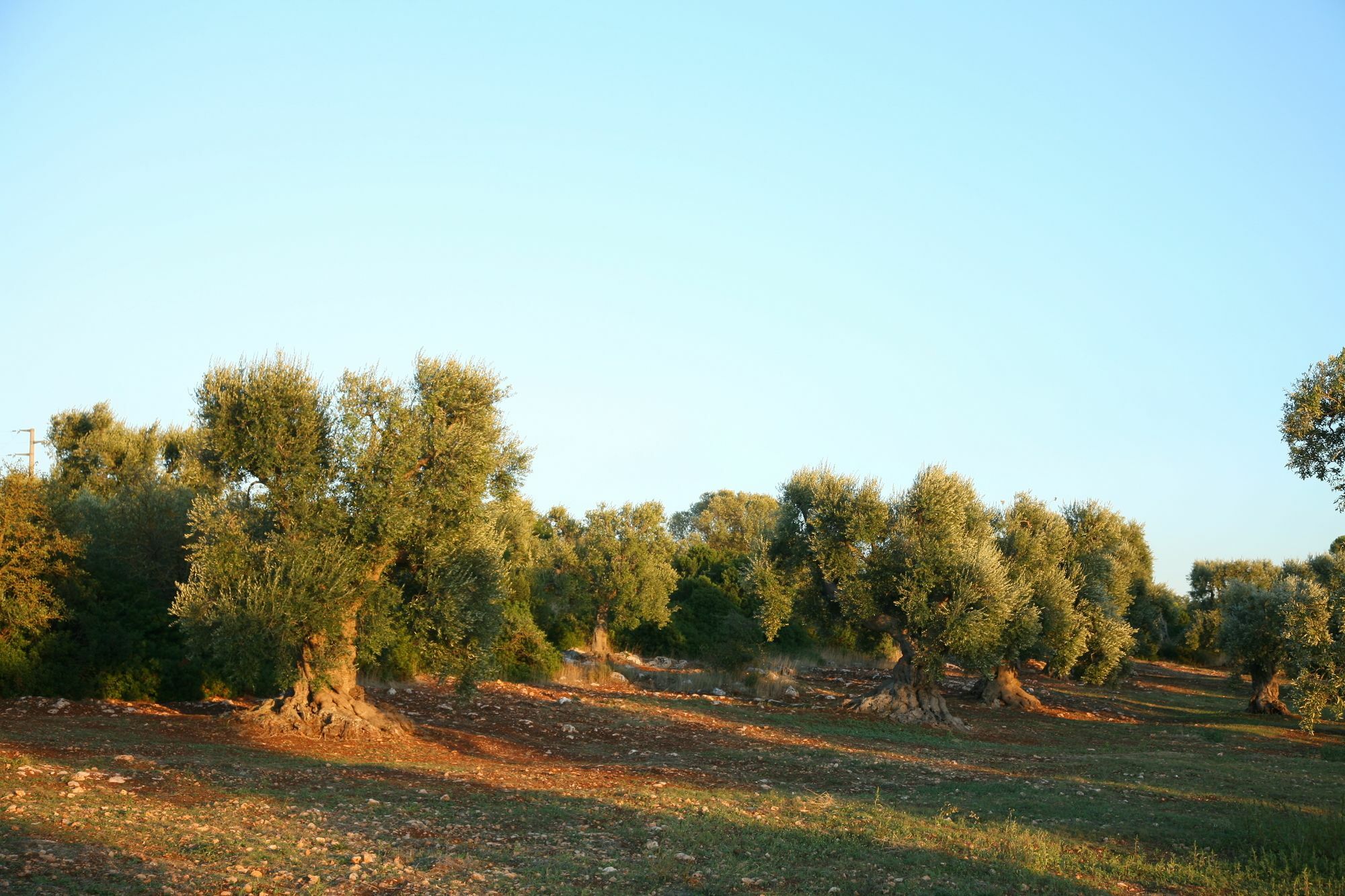 Masseria Montecchie Ceglie Messapica Buitenkant foto